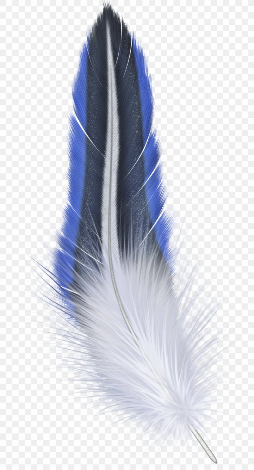 Feather, PNG, 1053x1950px, Bird, Blue, Computer Graphics, Digital Image, Feather Download Free