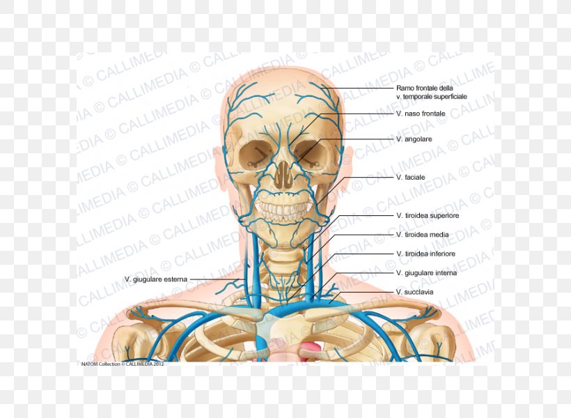 Internal Jugular Vein Head And Neck Anatomy, PNG, 600x600px, Watercolor, Cartoon, Flower, Frame, Heart Download Free