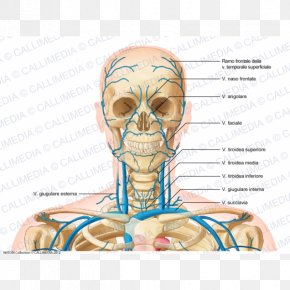 Internal Jugular Vein Anterior Jugular Vein External Jugular Vein, PNG ...