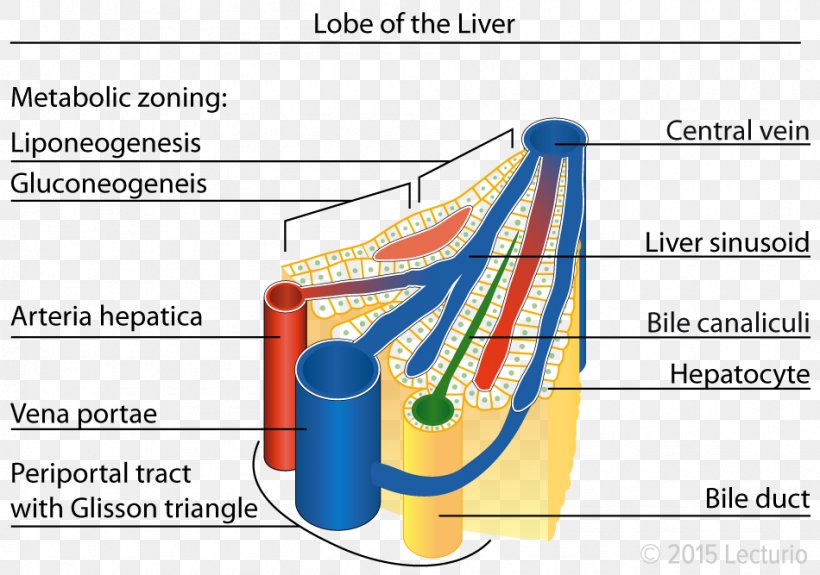 Lobules Of Liver Liver Sinusoid Anatomy, PNG, 950x667px, Watercolor, Cartoon, Flower, Frame, Heart Download Free