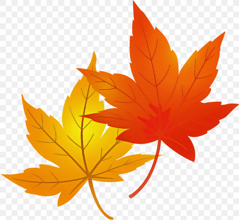 Maple Leaves Autumn Leaves, PNG, 1026x944px, Maple Leaves, Autumn, Autumn Leaves, Black Maple, Deciduous Download Free