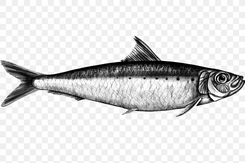Sardine Mackerel Fish Products Milkfish, PNG, 1024x683px, Sardine, Anchovy, Bass, Black And White, Bonito Download Free
