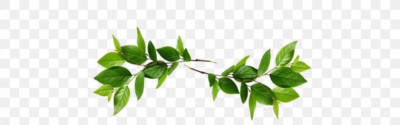 Xapuri Leaf Hoa Aina O Makaha Rio Branco, Acre Plant Stem, PNG, 1920x600px, Leaf, Acre, Branch, Brazil, Chico Mendes Download Free