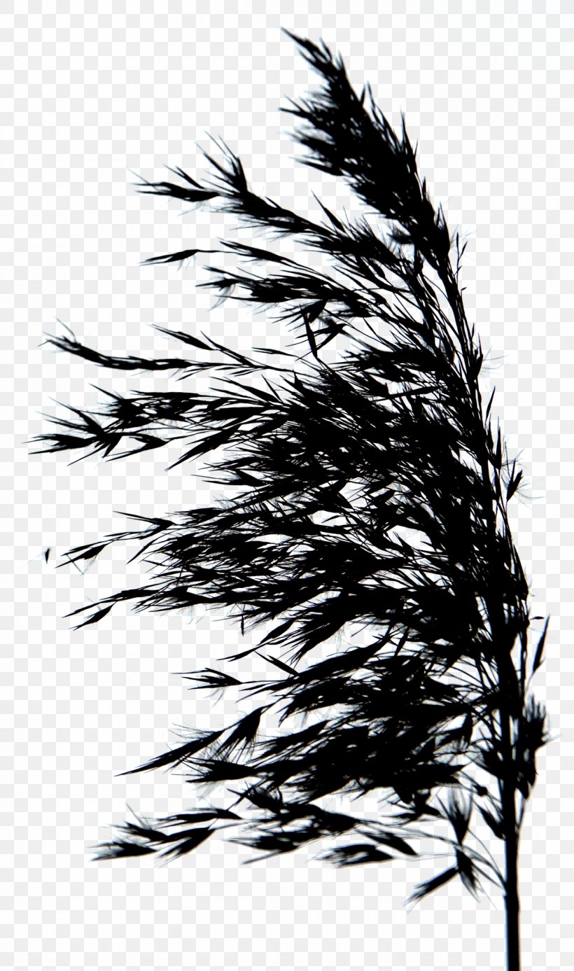 And Ordered Their Estate: A Fictional Account Of The Tolpuddle Martyrs Silhouette, PNG, 1200x2031px, Silhouette, Black And White, Feather, Grass, Grass Family Download Free