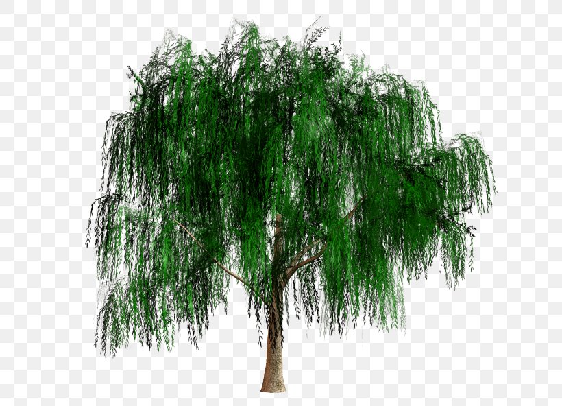 Evergreen Shrub, PNG, 650x592px, Evergreen, Branch, Grass, Plant, Shrub Download Free