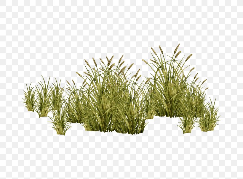 Grasses Tree Plant, PNG, 744x605px, Grasses, Aquatic Plants, Chrysopogon Zizanioides, Evergreen, Foxtail Download Free