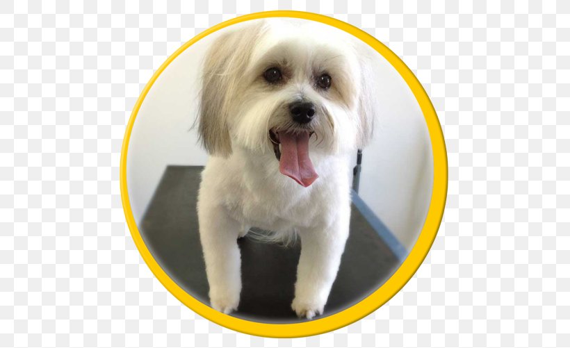 Maltese Dog Coton De Tulear Havanese Dog Shih Tzu Lhasa Apso, PNG, 500x501px, Maltese Dog, Bichon, Breed, Breed Group Dog, Carnivoran Download Free