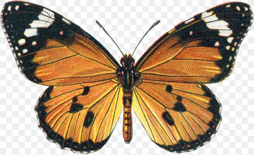 Butterfly The Butterflies Of Venezuela: Nymphalidae II (Acraeinae, Libytheinae, Nymphalinae, Ithomiinae, Morphinae) Clip Art, PNG, 1736x1063px, Butterfly, Arthropod, Brush Footed Butterfly, Butterflies And Moths, Butterfly Net Download Free