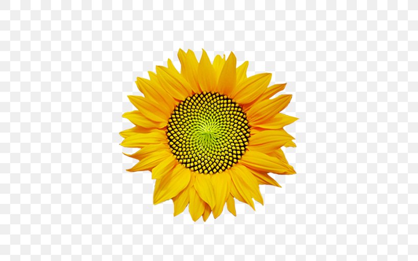 Common Sunflower Logo Massage Body, PNG, 512x512px, Common Sunflower, Ayurveda, Body, Copyright, Customer Download Free