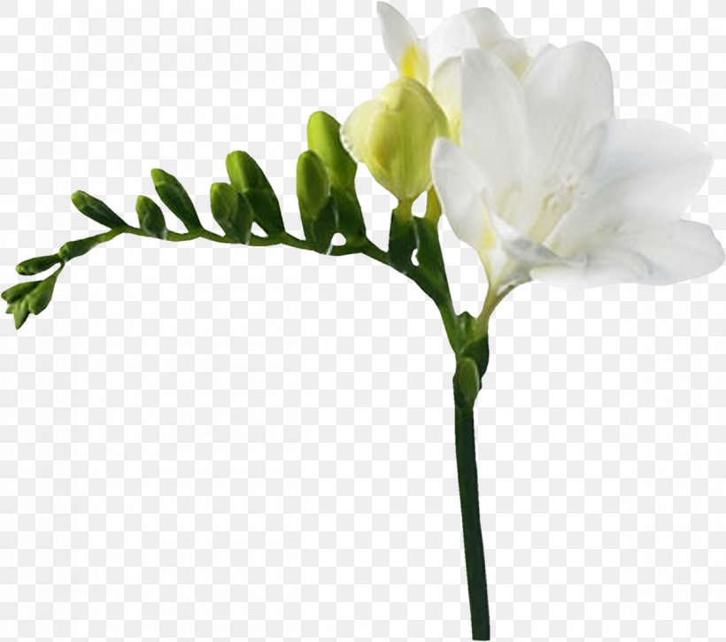 Flower Freesia White Red Yellow, PNG, 1200x1061px, Flower, Anthophyta, Blossom, Branch, Bud Download Free