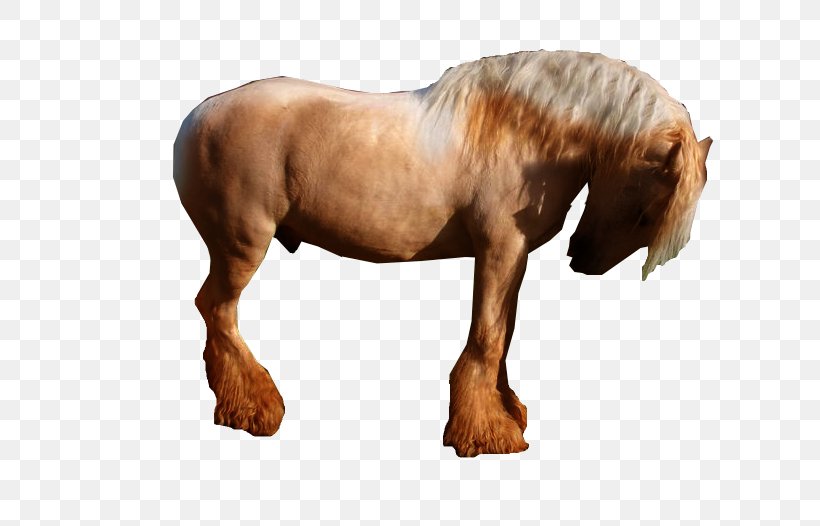 Stallion Mustang Mare Pony Mane, PNG, 638x526px, Stallion, Animal, Animal Figure, Halter, Horse Download Free