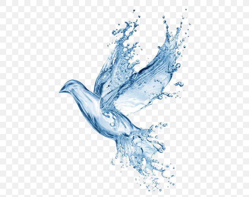 Washing Water Conservation Shower Oil, PNG, 518x647px, Washing, Beak, Bird, Bird Of Prey, Dolphin Download Free