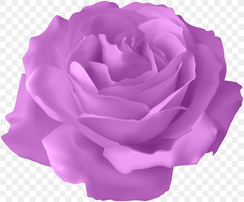 Blue Rose Flower, PNG, 8000x6617px, Centifolia Roses, Blue Rose, Color, Cut Flowers, Flower Download Free