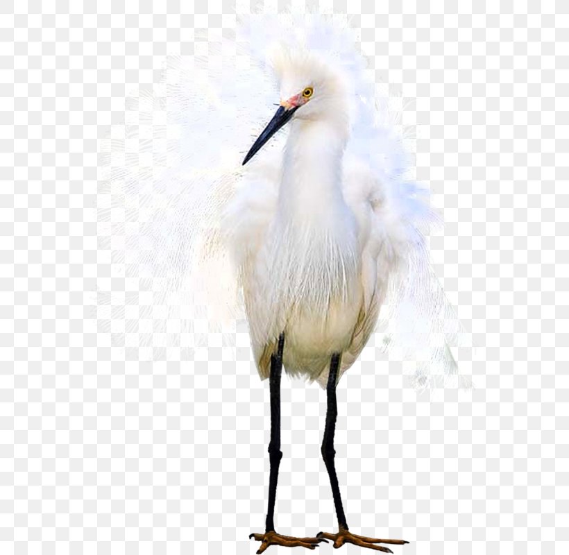 Egret White Stork, PNG, 563x800px, Egret, Beak, Bird, Ciconiiformes, Crane Download Free