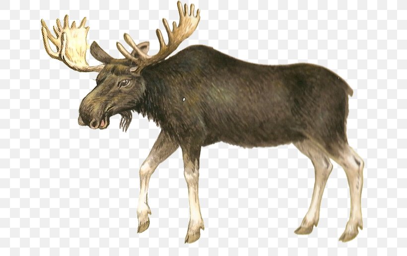 Moose Deer Hunting Clip Art, PNG, 678x517px, Moose, Animal, Antler, Bear, Blog Download Free
