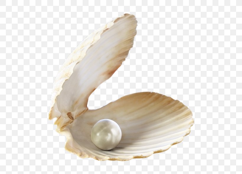 Pearl Oyster Birthstone Jewellery Gemstone, PNG, 522x589px, Pearl, Birthstone, Clam, Clams Oysters Mussels And Scallops, Cockle Download Free