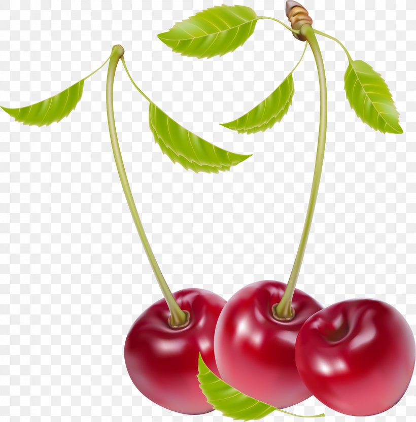 Cherry, PNG, 1480x1502px, Cherry, Art, Berry, Drawing, Drop Download Free