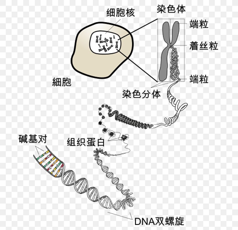 Chromosome DNA RNA Biology Telomere, PNG, 709x791px, Chromosome, Area, Auto Part, Biology, Diagram Download Free