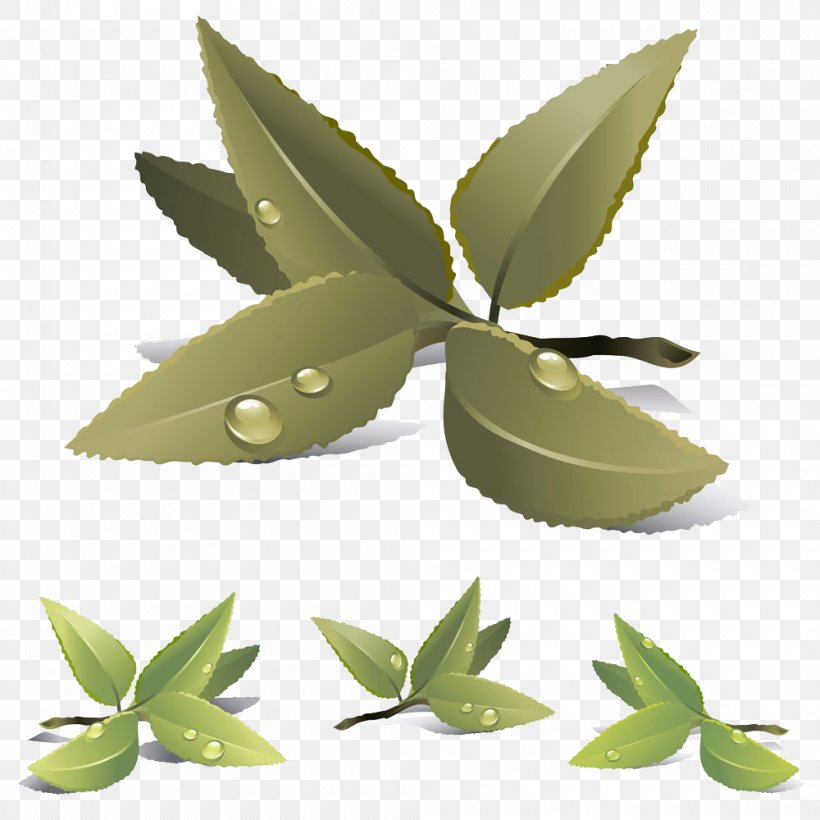 Green Tea Stock Photography Illustration, PNG, 1000x1000px, Tea, Camellia Sinensis, Coffee Bean Tea Leaf, Drink, Green Tea Download Free