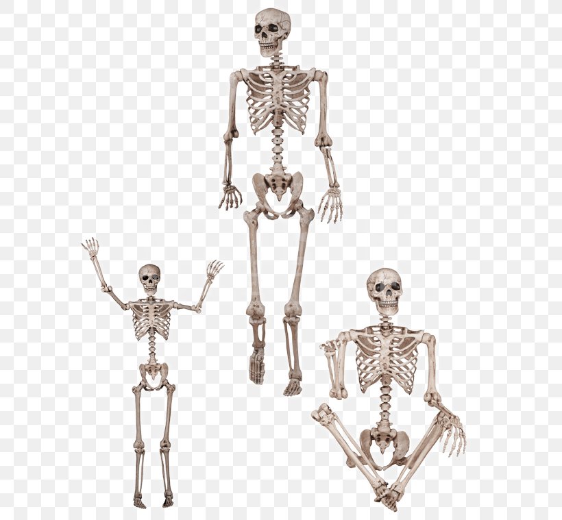 Human Skeleton Human Body Anatomy Bone, PNG, 759x759px, Human Skeleton, Anatomy, Arm, Bone, Candle Holder Download Free