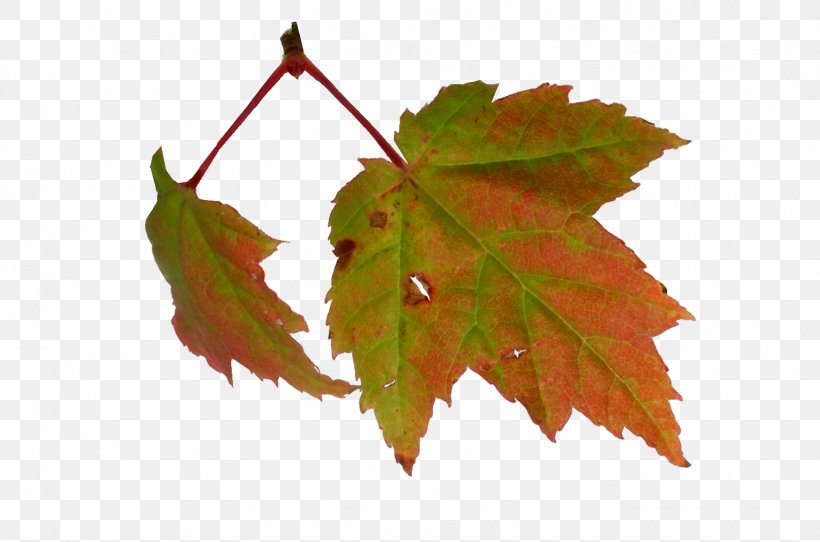 Maple Leaf Autumn Clip Art, PNG, 1528x1011px, Leaf, Author, Autumn, Birthday, Color Download Free