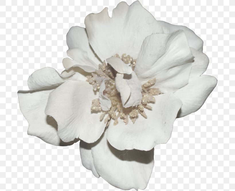 Shared Resource Sharing Directory Cut Flowers, PNG, 700x666px, Shared Resource, Cape Jasmine, Cut Flowers, Directory, Flower Download Free