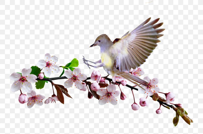 Bird .net PlayStation Portable Beak, PNG, 1280x850px, Bird, Album, Beak, Blossom, Branch Download Free