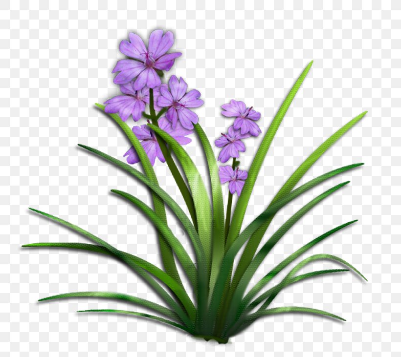 Flower Plant Shrub Clip Art, PNG, 770x731px, Flower, Animation, Bellflower Family, Flora, Flowering Plant Download Free