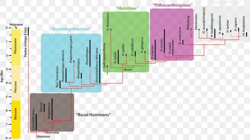 Homo Sapiens Hominina Phylogenetic Tree Phylogenetics Human Evolution, PNG, 1363x764px, Homo Sapiens, African Apes, Brand, Cladogram, Diagram Download Free