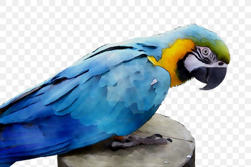 Lovebird Macaw Parakeet Feather Pet, PNG, 1228x819px, Lovebird, Beak, Bird, Blue, Budgie Download Free