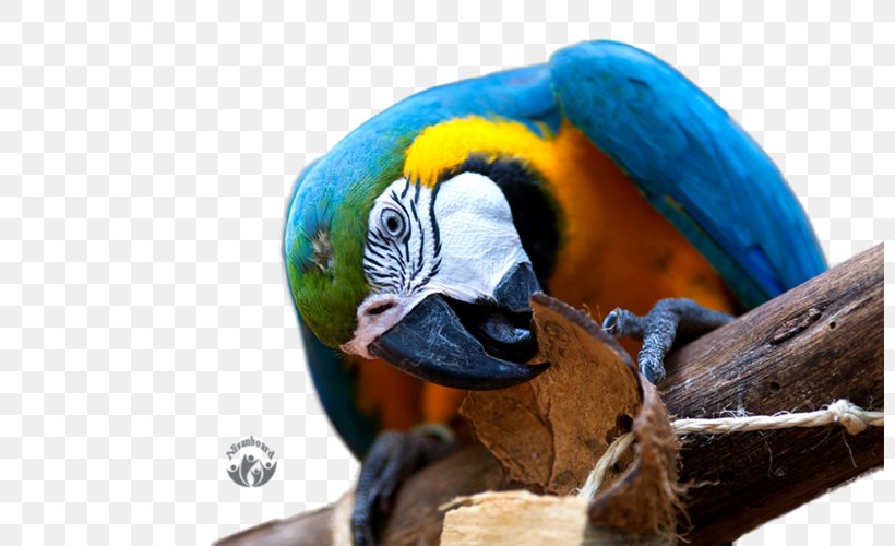 Parrot Desktop Wallpaper Macaw High-definition Television 4K Resolution, PNG, 800x500px, 4k Resolution, 5k Resolution, Parrot, Beak, Bird Download Free