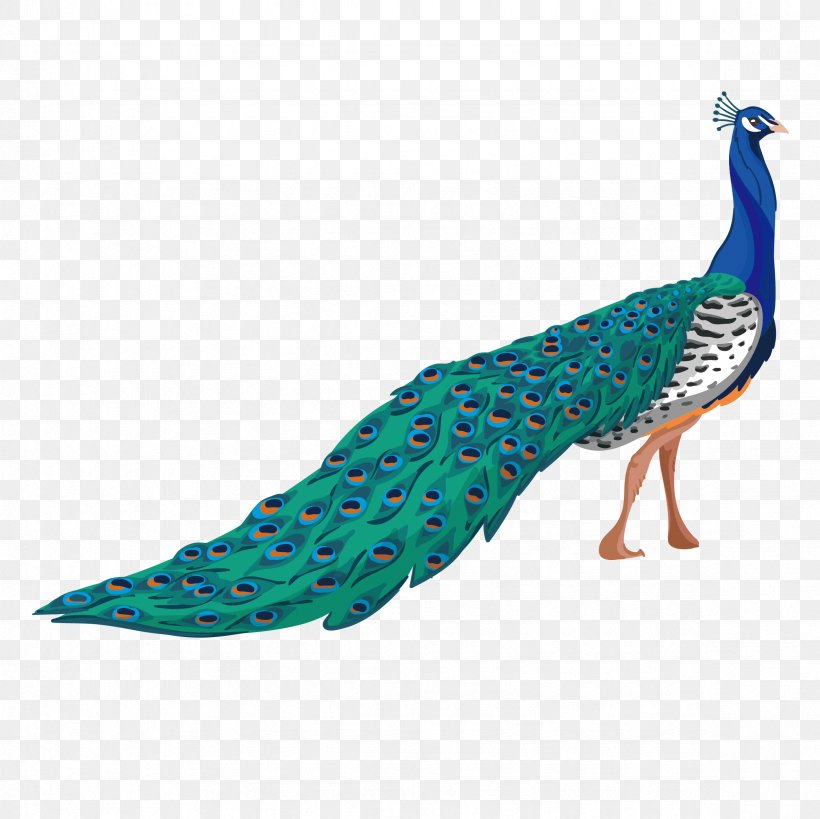 Peafowl Adobe Illustrator, PNG, 2362x2362px, Peafowl, Aqua, Beak, Bird, Feather Download Free