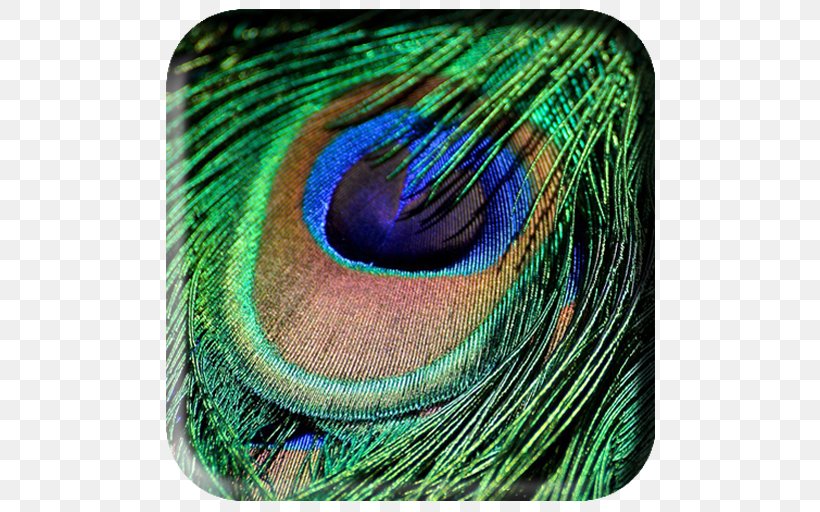 Feather Bird Peafowl Green Iridescence, PNG, 512x512px, Feather, Bird, Blue, Close Up, Color Download Free