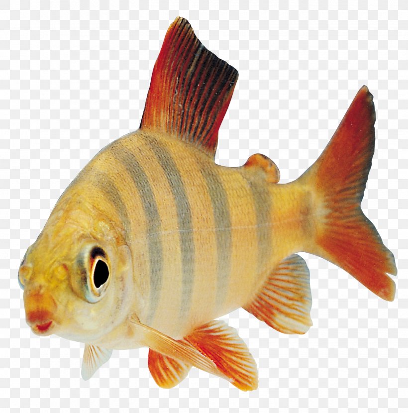 Fish Desktop Wallpaper Clip Art, PNG, 1440x1458px, Fish, Bony Fish, Clipping Path, Fauna, Feeder Fish Download Free