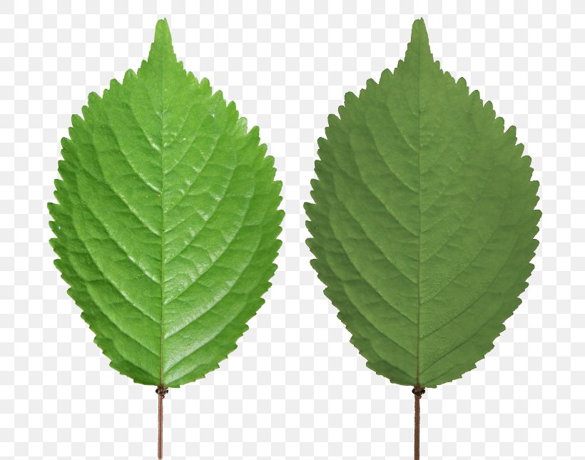 Leaf Texture Mapping Blender Tree, PNG, 753x645px, 3d Computer Graphics, Leaf, Autodesk 3ds Max, Birch, Blender Download Free