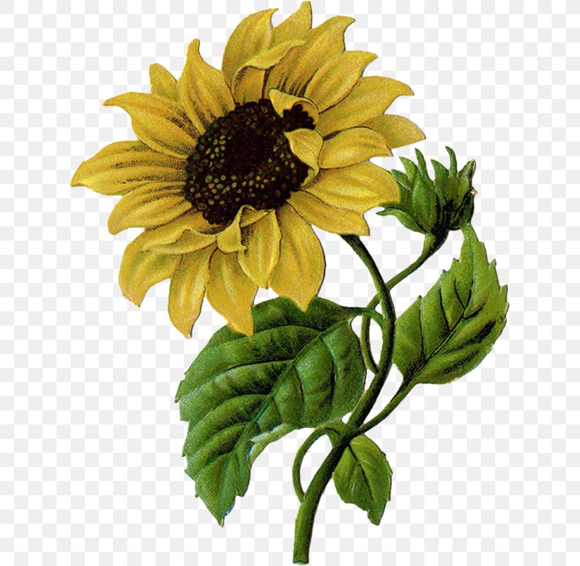 Sleeve Tattoo Abziehtattoo Tattoo Artist Common Sunflower, PNG, 623x800px, Tattoo, Abziehtattoo, Annual Plant, Body Piercing, Common Sunflower Download Free