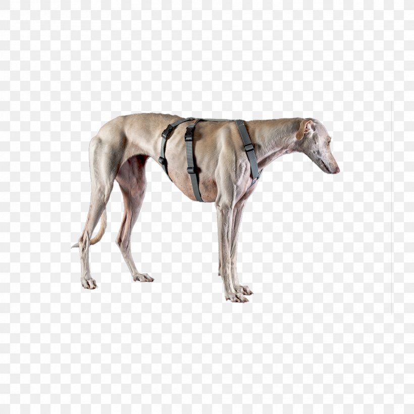 Spanish Greyhound Whippet Sloughi Italian Greyhound, PNG, 1920x1920px, Spanish Greyhound, Animal Sports, Azawakh, Breed, Carnivoran Download Free