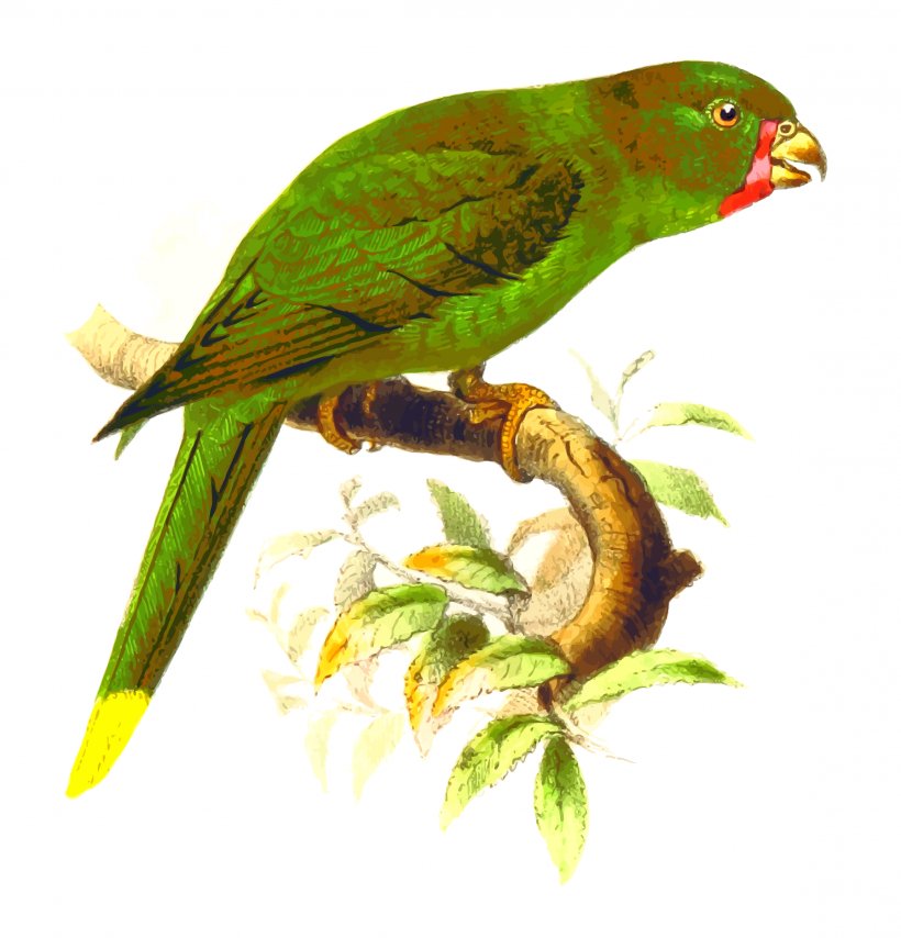 Bird Parrot Lories And Lorikeets Clip Art, PNG, 2304x2400px, Bird, Animal, Arecaceae, Beak, Coconut Lorikeet Download Free