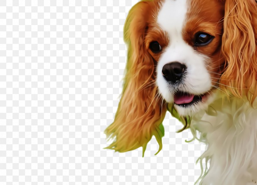 Dog And Cat, PNG, 2356x1696px, Cute Dog, Animal, Animal Rescue Group, Cat, Cavalier King Charles Spaniel Download Free