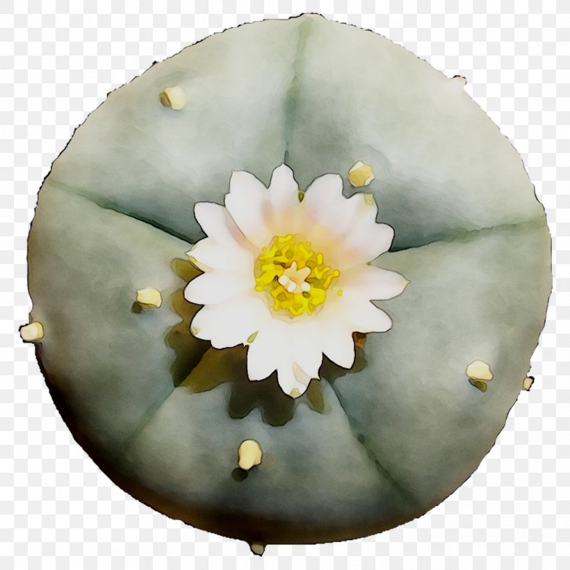 Flower, PNG, 1062x1062px, Flower, Blossom, Cactus, Flowering Plant, Hedgehog Cactus Download Free