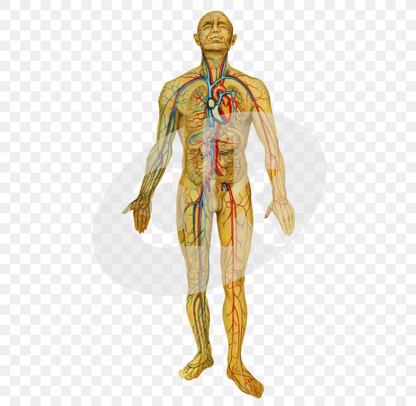 Homo Sapiens Circulatory System Nervous System Respiratory System Human Body, PNG, 580x800px, Watercolor, Cartoon, Flower, Frame, Heart Download Free