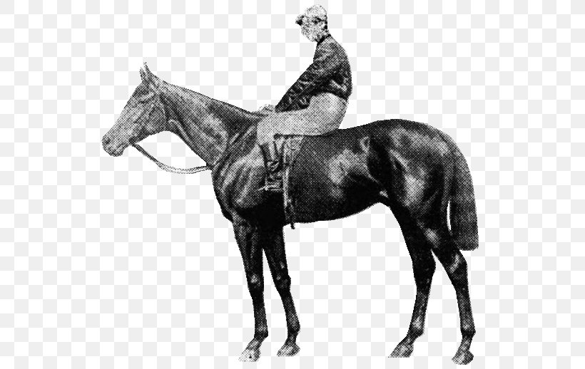 Stallion Thoroughbred St Leger Stakes Eclipse Stakes Hunt Seat, PNG, 640x518px, Stallion, Black And White, Bridle, Eclipse, Eclipse Stakes Download Free