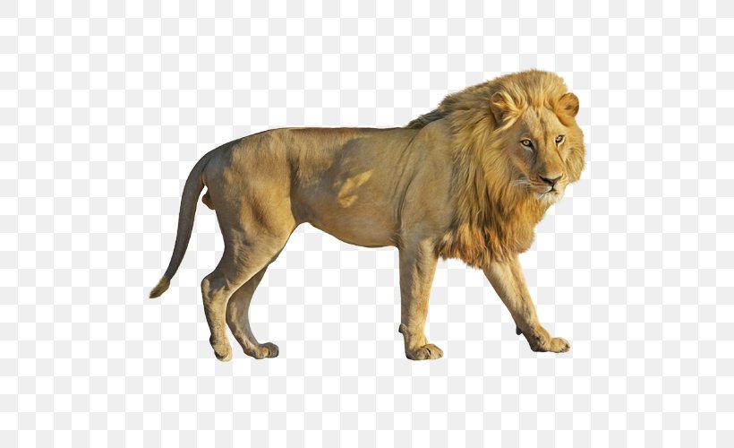Cats Cartoon, PNG, 500x500px, Roar, Animal Figure, East African Lion, Lion, Lion Guard Download Free