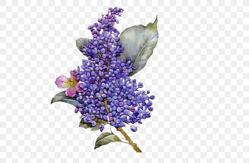 Flower Lilac Purple, PNG, 503x536px, Flower, Animation, Blue, Branch, Drawing Download Free