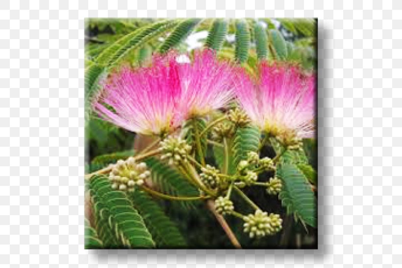Albizia Julibrissin Albizia Lebbeck Sensitive Plant Silk Tree, PNG, 600x548px, Albizia Julibrissin, Acacia, Acacia Baileyana, Bark, Crepe Myrtle Download Free