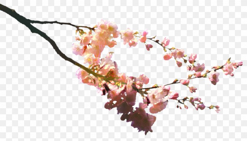 Cherry Blossom Tree, PNG, 1180x676px, Cherry Blossom, Bento, Blossom, Branch, Cherries Download Free