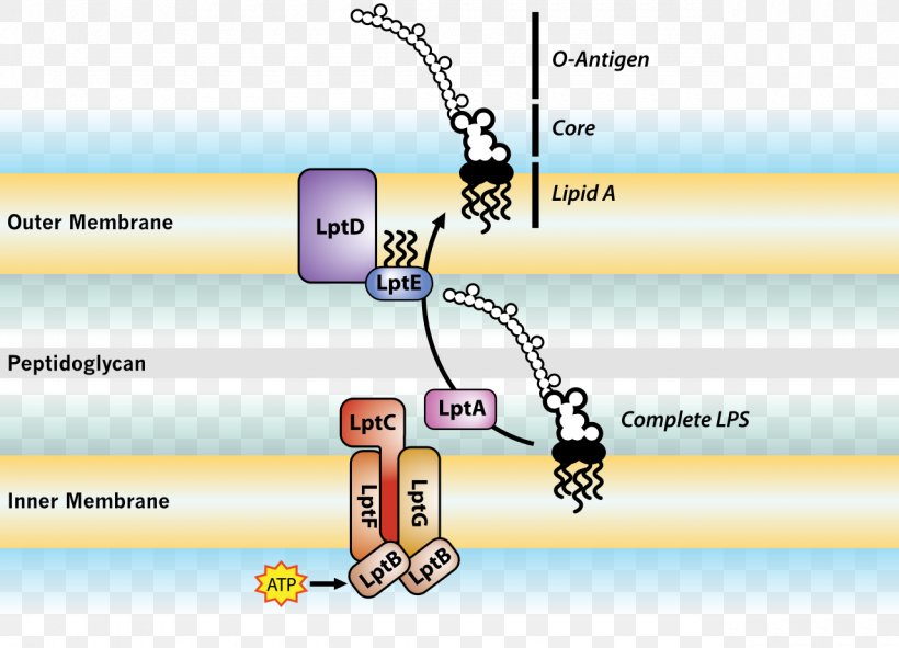 Endotoxin Cell Membrane Bacterial Outer Membrane Gram-negative Bacteria, PNG, 1280x924px, Endotoxin, Amphiphile, Antigen, Area, Bacteria Download Free