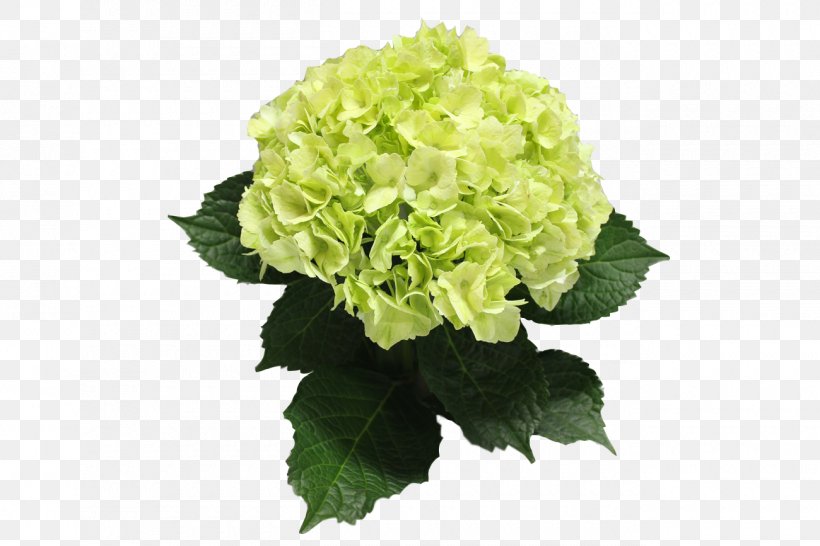 Hydrangeaceae Cut Flowers, PNG, 1300x867px, Hydrangea, Cornales, Cut Flowers, Flower, Flowering Plant Download Free