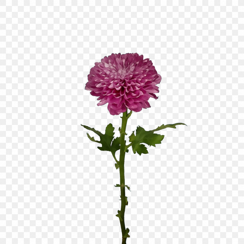 Plant Stem Chrysanthemum Cut Flowers Flower Annual Plant, PNG, 1100x1100px, Watercolor, Annual Plant, Biology, Carnation, Childrens Film Download Free
