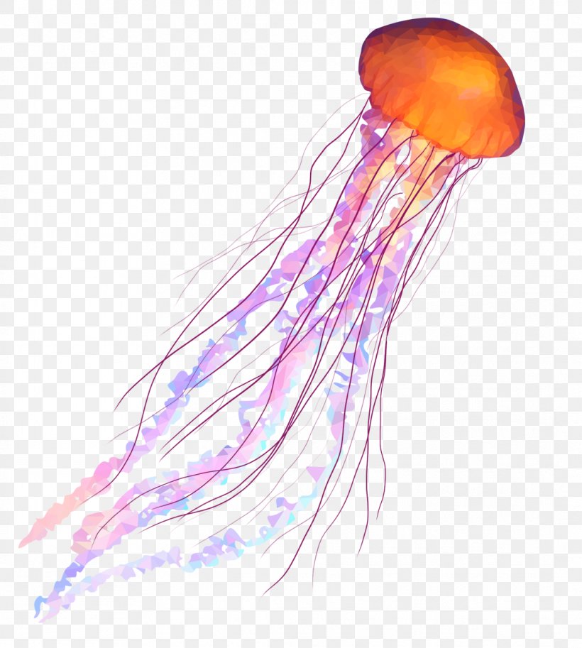 Box Jellyfish Coelenterata Aquatic Animal Soft-bodied Organism, PNG, 1064x1185px, Jellyfish, Animal, Aquatic Animal, Box Jellyfish, Cnidaria Download Free